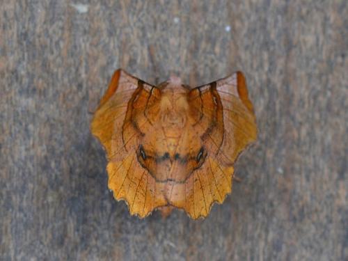 Réf. 346 231 : Selenia lunularia